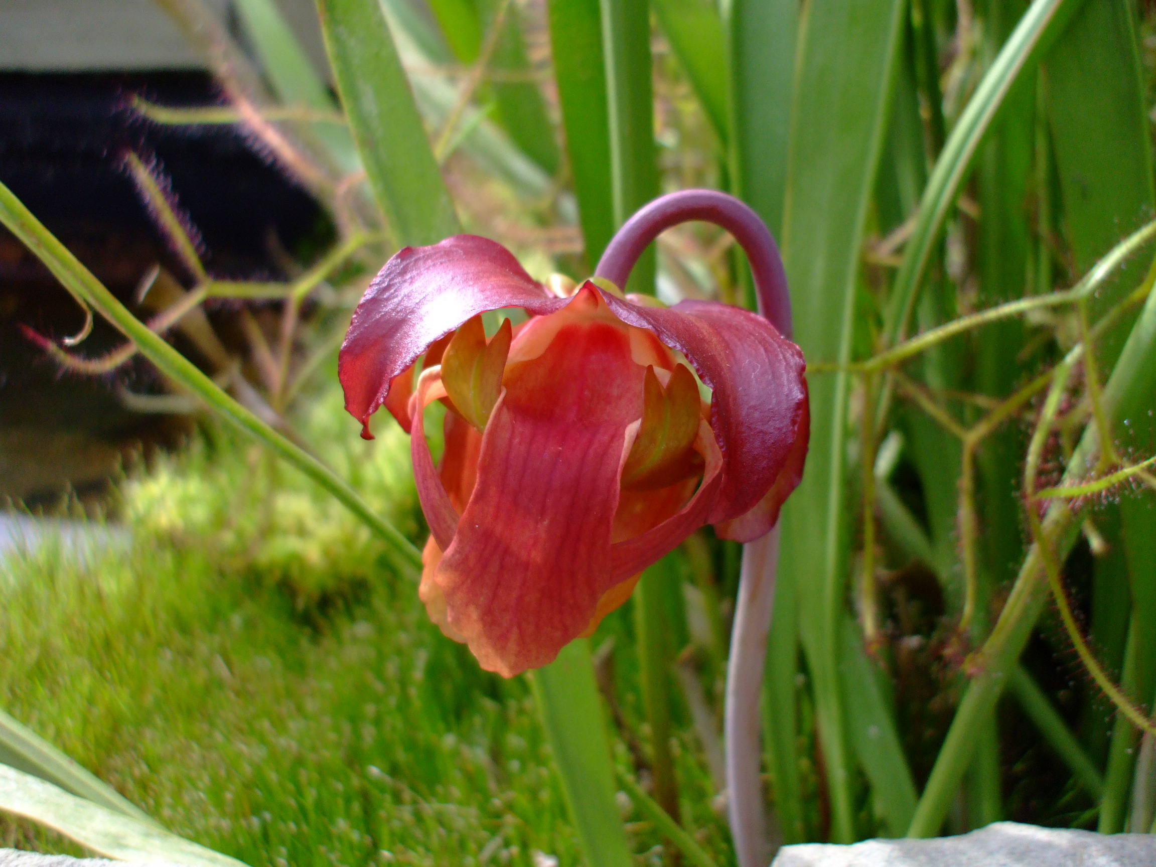 Sarracenia leucophylla